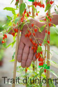     Il faut 3 ans pour obtenir la 1ère récolte de ces petits fruits rouges